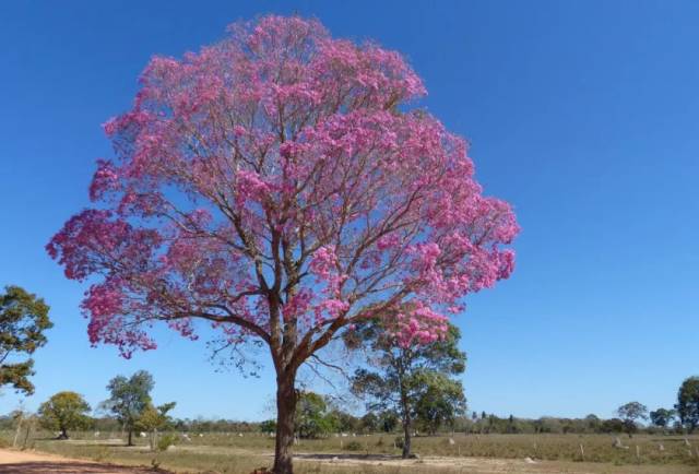 CITES18εԼὨѪ̴븽¼II ӡ̴ľ