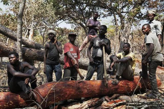 CITES第18次缔约方大会建议血檀进入附录II; 印度紫檀木拍卖期