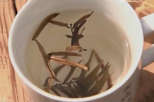 红豆杉树叶泡水喝的功效与服用方法