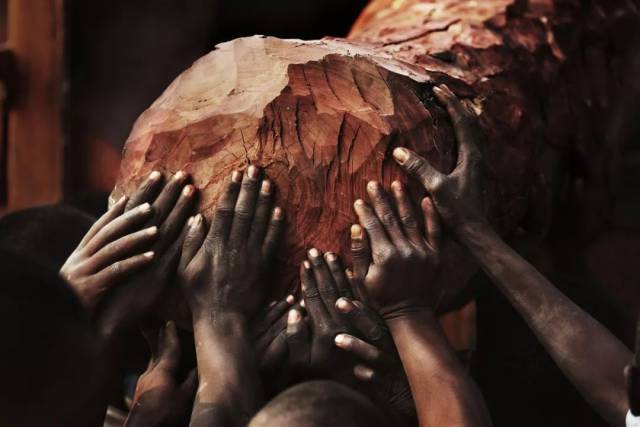 CITES第18次缔约方大会建议血檀进入附录II; 印度紫檀木拍卖期