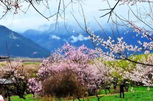 每年3月中旬至4月底,是赏花佳期 漫山遍野的桃花开始铺满山坡,绵延至