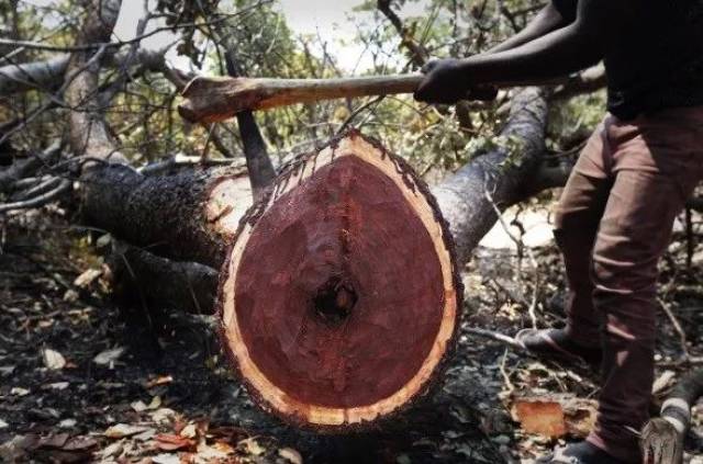 CITES第18次缔约方大会建议血檀进入附录II; 印度紫檀木拍卖期
