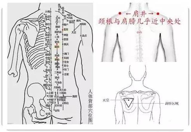 【4】胸部中线是任脉的通道,是"阴脉"之海,也是治疗妇科病的经络.