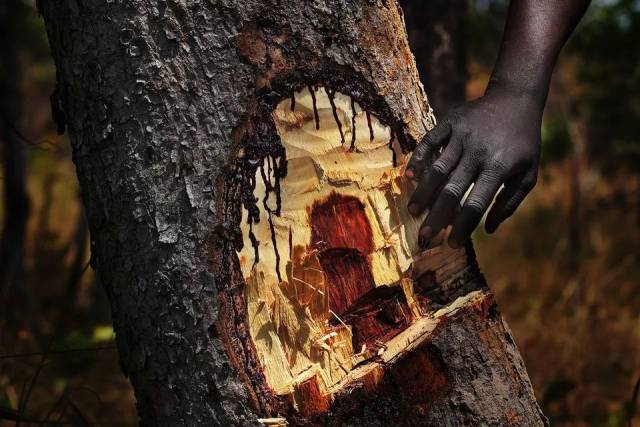 CITES第18次缔约方大会建议血檀进入附录II; 印度紫檀木拍卖期