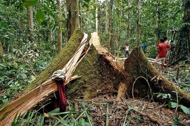 CITES18εԼὨѪ̴븽¼II ӡ̴ľ