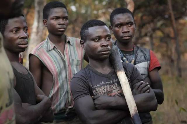 CITES第18次缔约方大会建议血檀进入附录II; 印度紫檀木拍卖期