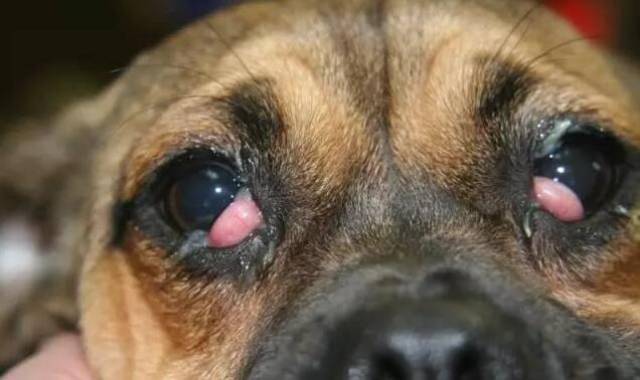 也是狗狗们眼睛上最为常见的一种病状,如果狗狗眼睛上分泌物是相当