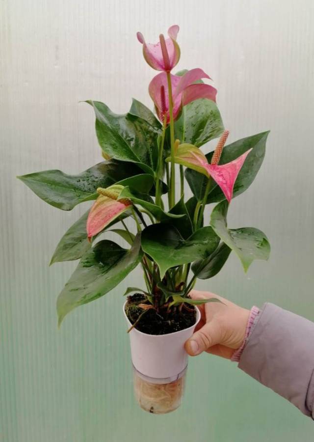 黑色的、白色的红掌您见过？ 红掌又是如何做到