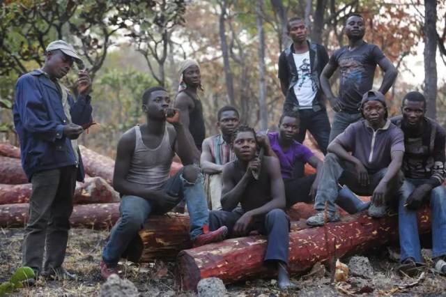 CITES第18次缔约方大会建议血檀进入附录II; 印度紫檀木拍卖期