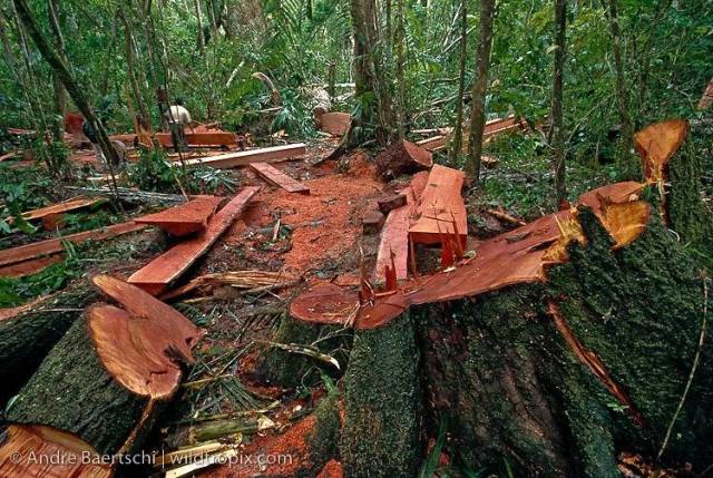 CITES18εԼὨѪ̴븽¼II ӡ̴ľ