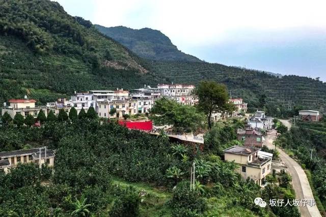 《经济日报》坂仔西坑村:建设"花果山" 营造绿金库