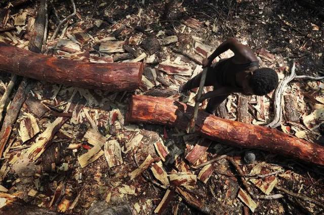 CITES第18次缔约方大会建议血檀进入附录II; 印度紫檀木拍卖期