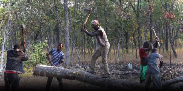 CITES第18次缔约方大会建议血檀进入附录II; 印度紫檀木拍卖期