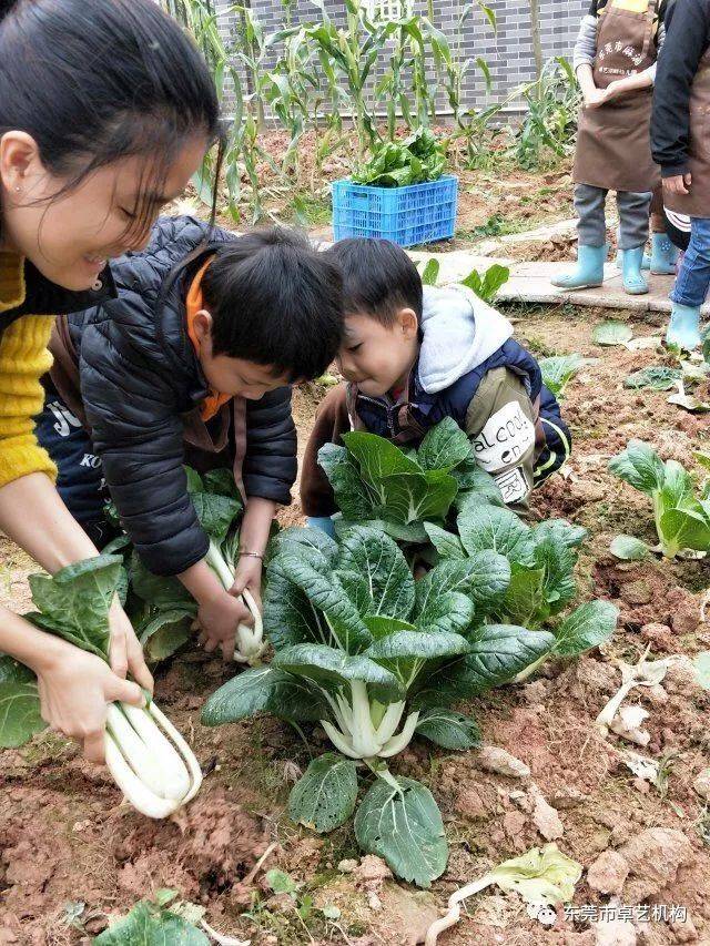 【卓艺新城幼儿园】"开心农场,收获喜悦"蔬菜义卖活动