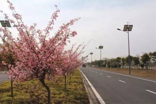 环湖东路 "海棠大道"