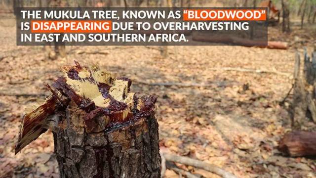 CITES第18次缔约方大会建议血檀进入附录II; 印度紫檀木拍卖期