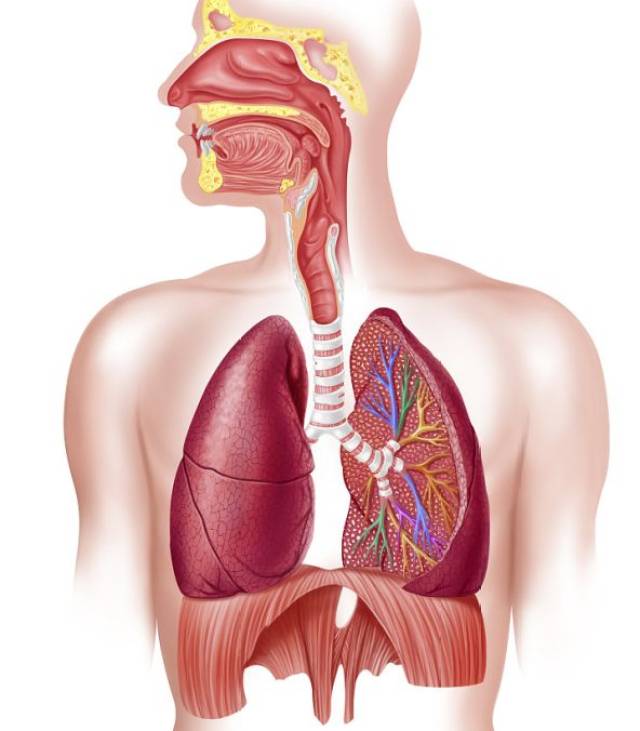 百脉之气朝于肺,通过肺部呼吸,进行气体的交换,再输布到全身.
