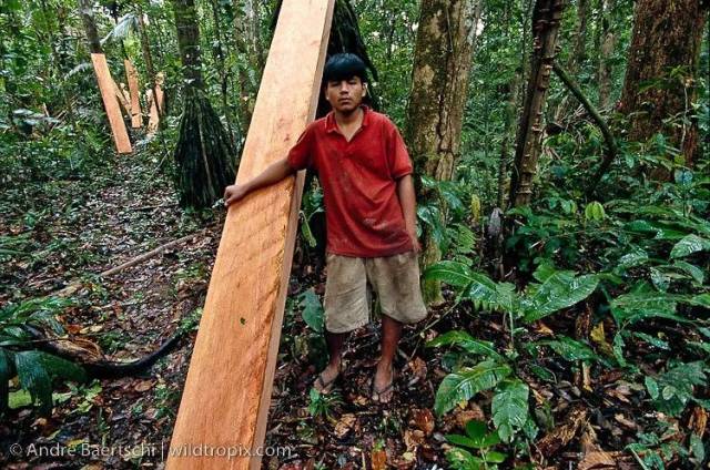 CITES18εԼὨѪ̴븽¼II ӡ̴ľ