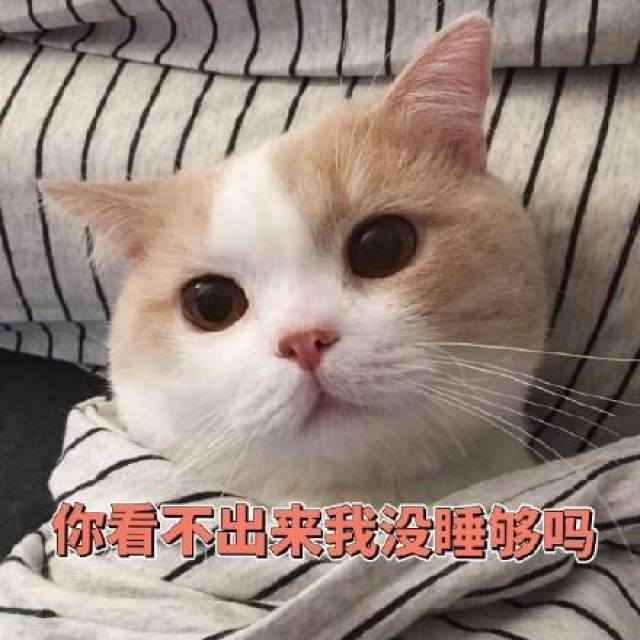 猫咪表情包:今天也是元气满满的一天