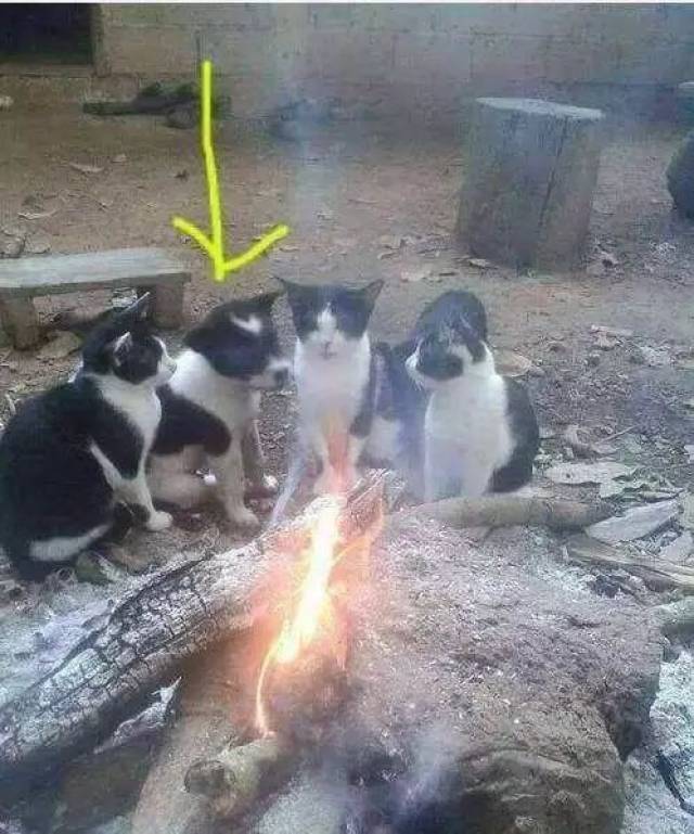 这个季节到底烤糊了多少猫狗?网友:想到了一个很机智的办法