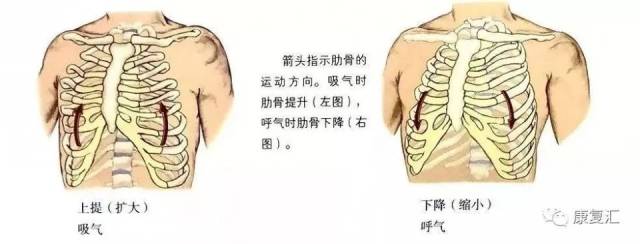 肋骨和胸廓