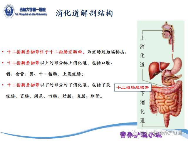 鼻肠管留置的位置如何判定?ppt全面告诉你!