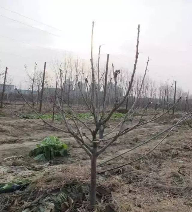 樱桃kgb树形整形技术!如何更好更快的管理好园区