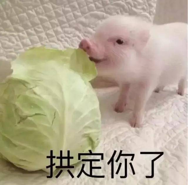 动图宇宙 抖音10万 点赞猪年壁纸|表情包,外面有猪的别点!