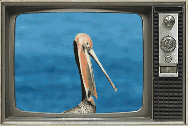 鸟界广东人,没什么是它不敢吃的.