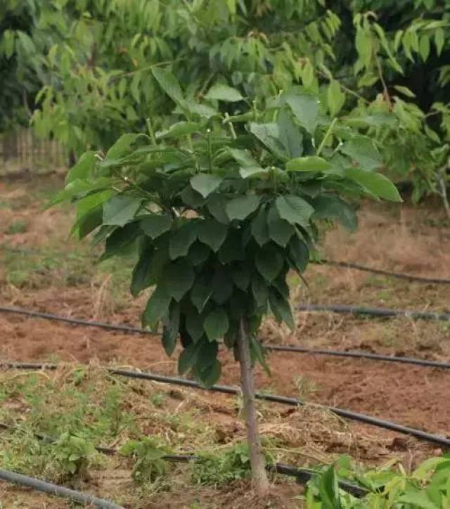 樱桃kgb树形整形技术!如何更好更快的管理好园区