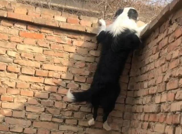 狗急跳墙!一只即将越狱成功的边牧犬,结果一脚踩空摔了下来