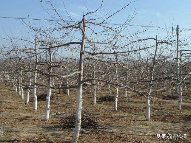 矮化密植苹果树的特点及修剪注意事项