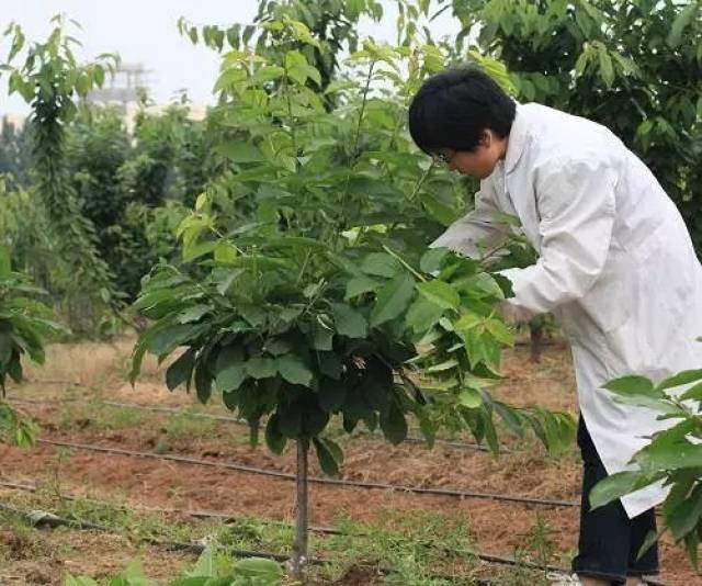 樱桃kgb树形整形技术!如何更好更快的管理好园区