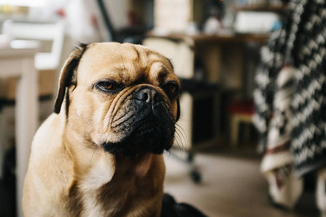 人的增肌粉给狗狗吃,狗吃人的增肌粉增肌