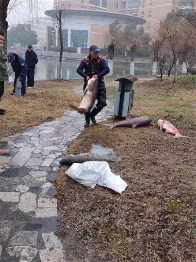 滁州学院上演捕鱼大战,师生免费品尝!