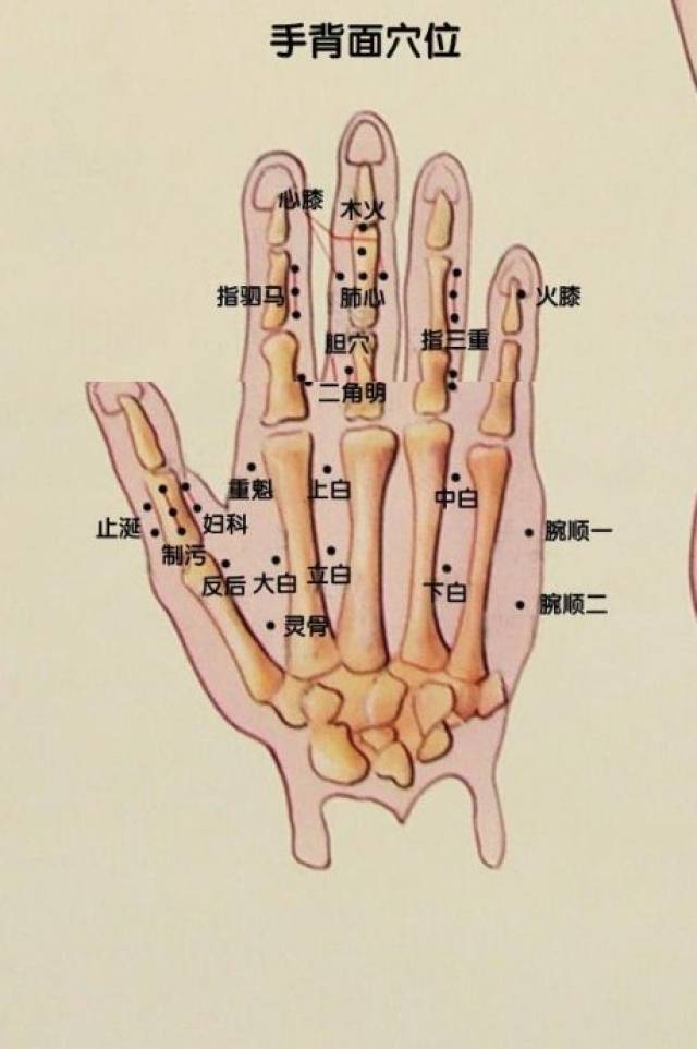 【穴位2】董氏奇穴「分白,下白」,缓解坐骨神经痛