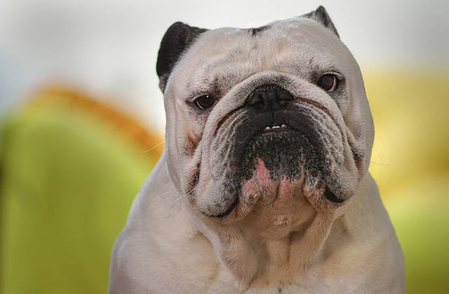 人的增肌粉给狗狗吃,狗吃人的增肌粉增肌