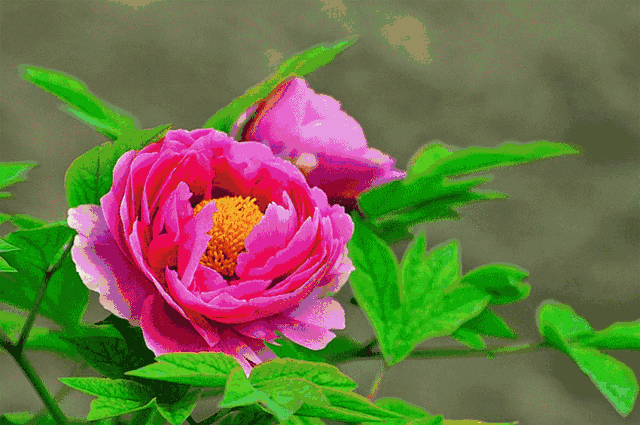 爱情好婚姻也好,甜蜜温馨 最美妙的祝福送给你 再送您最美的长寿花图