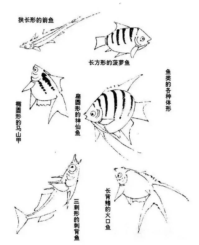 一教就会:写意国画之各种鱼的画法