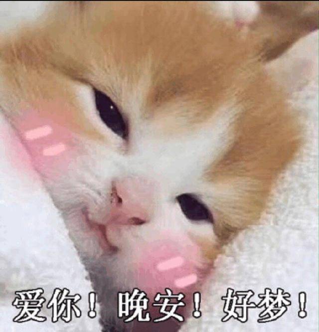 猫咪说晚安表情包