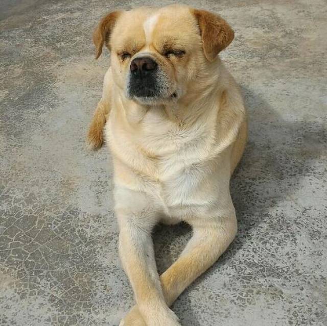 主人不让狗狗做这件事,狗狗一个鄙视的眼神飞了过来,你这个坏人