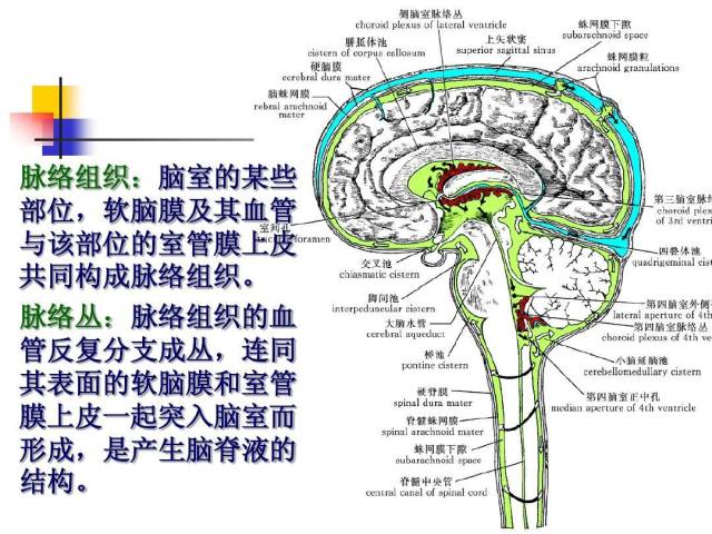 胎儿脉络丛囊肿 (原创)