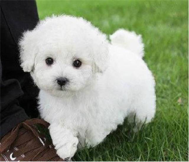 柯基犬身上痒土办法,狗狗身痒有什么土方法