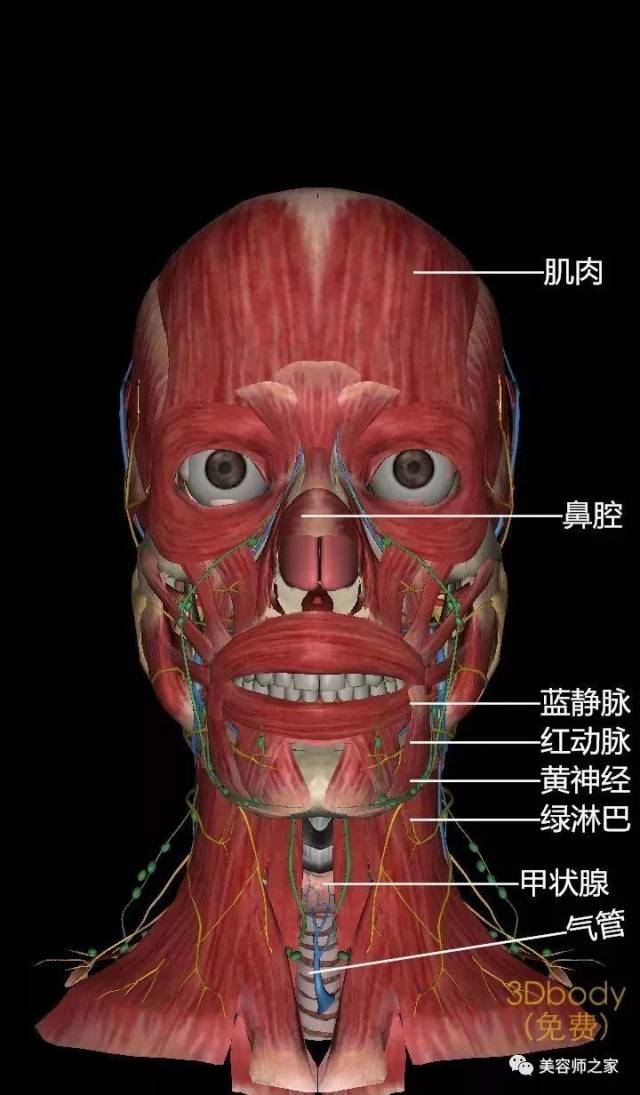 问答|史上最全的人体结构图,必须收藏!