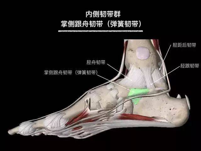 【收藏】踝关节韧带解剖高清图解