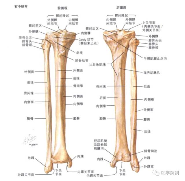 小腿骨(胫腓骨)解剖图谱