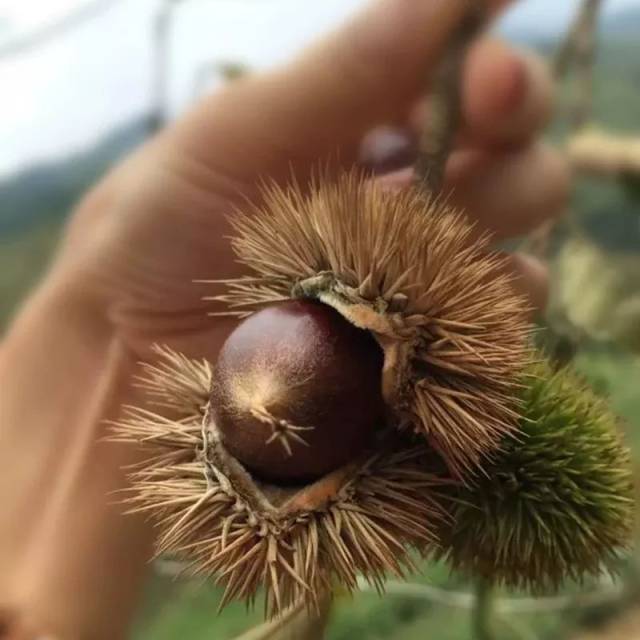 生吃都美味的建瓯高山【锥栗上架】啦,甘甜不腻,入菜口感糯香