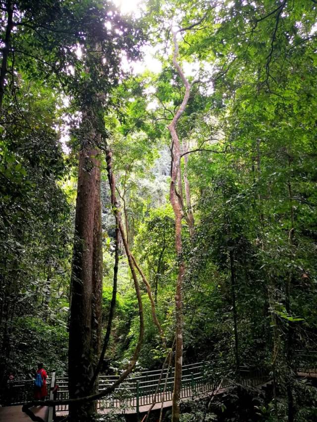 探寻原始森林秘境,体验沟谷雨林里的孔雀世界!