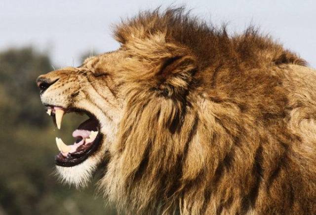 动物世界10大力量之王,老虎第六,第一能承受自