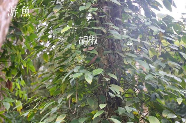 白胡椒 黑胡椒